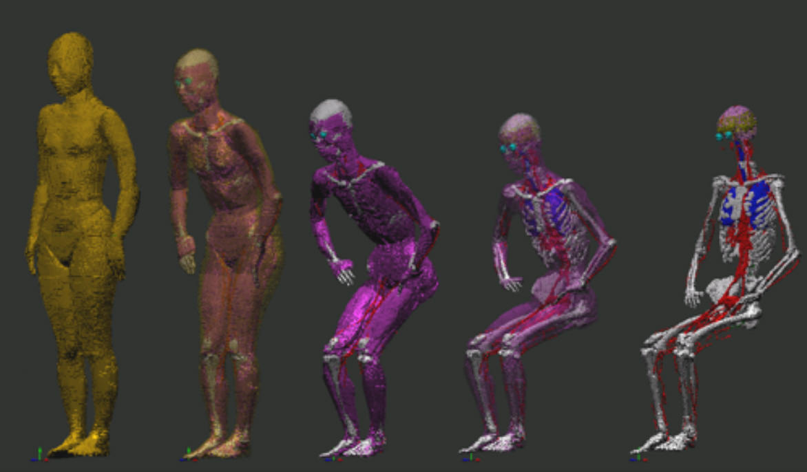 Fig 1. Anatomical human models