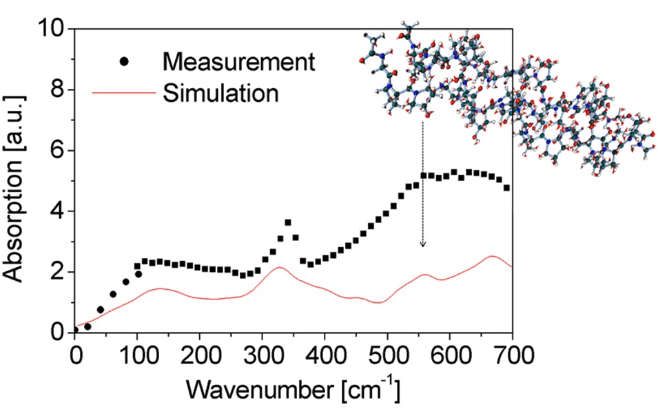 Figure 2: Absorption spectral comparison between measurement and simulation results of collagen (Maya Mizuno, et al. Journal of Biological Physics. 2015, vol. 41, p. 293.)