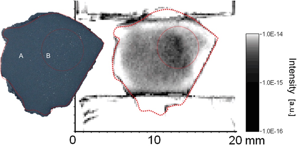 Figure 3: Picture of cuttlefish bone and the image created using terahertz waves (Maya Mizuno and Kaori Fukunaga. Journal of Biological Physics. 2013, Vol. 39, p. 123.)